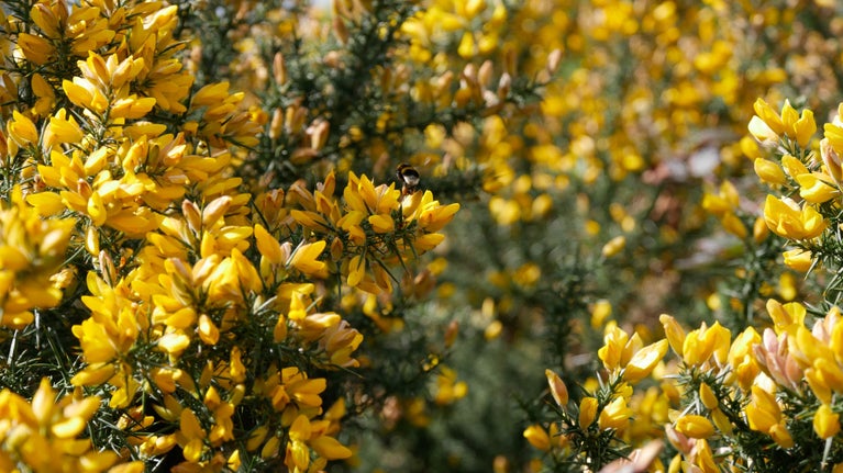 Bee on yellow gorse at Danbury Common, Essex